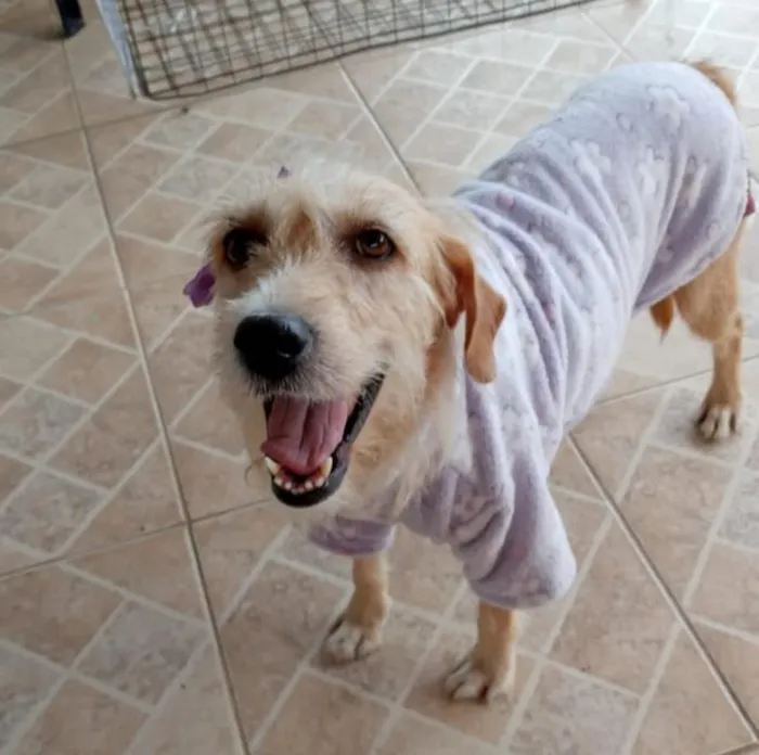 Cachorro ra a SRD-ViraLata idade 2 anos nome Amora