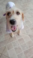 Amora
