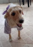 Amora