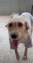Amora