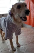 Amora