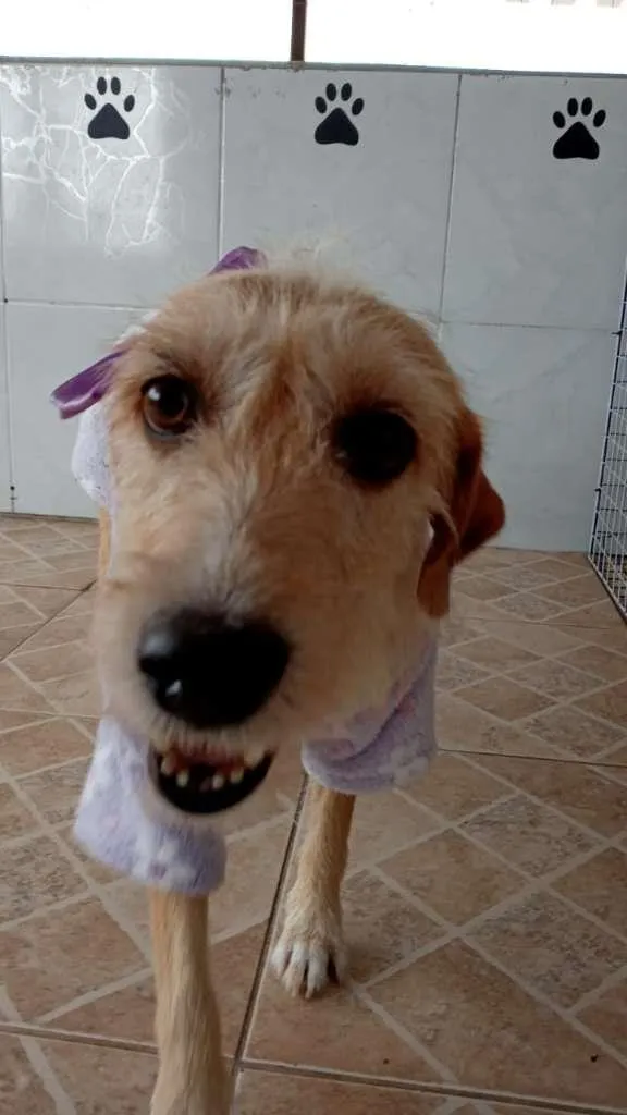 Cachorro ra a SRD-ViraLata idade 2 anos nome Amora