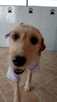 Amora