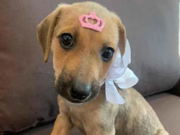 Cachorro ra a SRD idade 2 a 6 meses nome Olivia