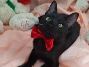Gato raça SEM RAÇA DEFINIDA.  idade 2 a 6 meses nome SEM NOME.