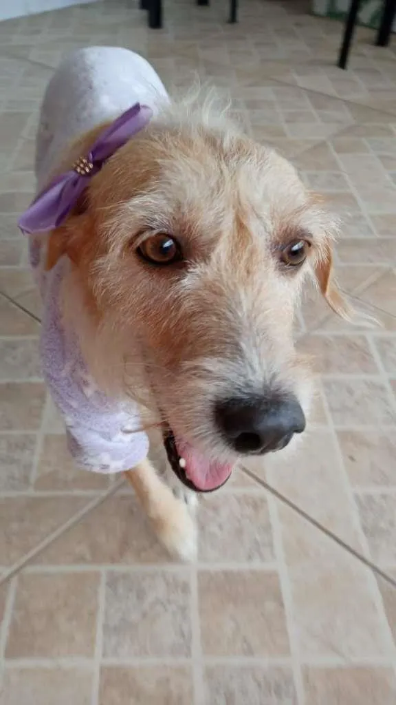 Cachorro ra a SRD-ViraLata idade 2 anos nome Amora