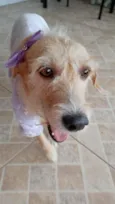Amora