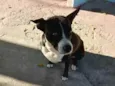 Brisa