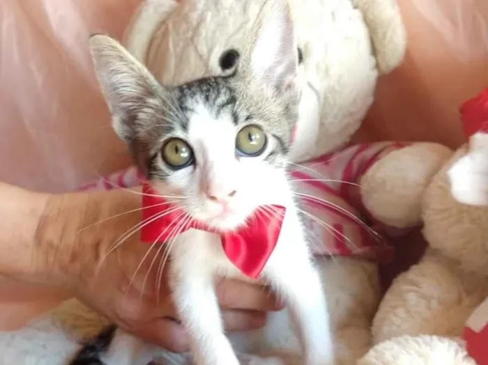 Gato ra a SEM RAÇA DEFINIDA.  idade 2 a 6 meses nome SEM NOME.