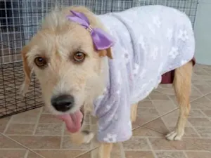 Cachorro raça SRD-ViraLata idade 2 anos nome Amora