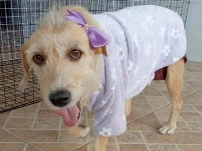 Cachorro ra a SRD-ViraLata idade 2 anos nome Amora