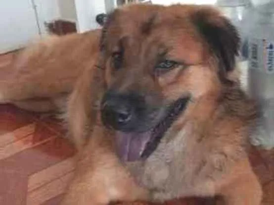 Cachorro ra a SRD idade 3 anos nome Max