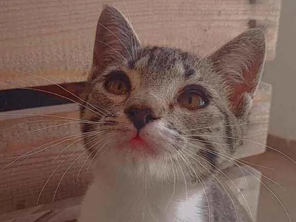 Gato ra a Não sei  idade 2 a 6 meses nome Valentina e frede 