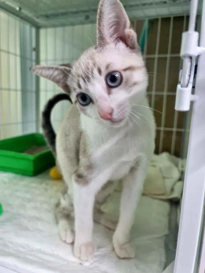 Gato raça SRD idade 2 a 6 meses nome Ashley 