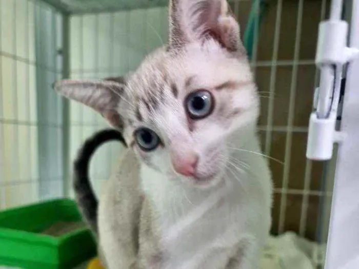 Gato raça SRD idade 2 a 6 meses nome Ashley 