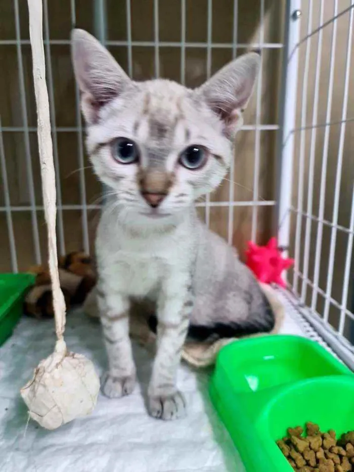 Gato raça SRD idade 2 a 6 meses nome Grace