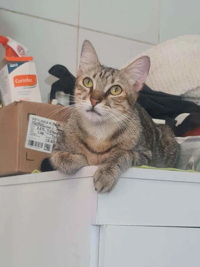 Gato raça SRD idade 7 a 11 meses nome Nihao