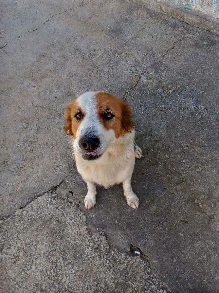 Cachorro ra a Indefinido idade 3 anos nome Mel 