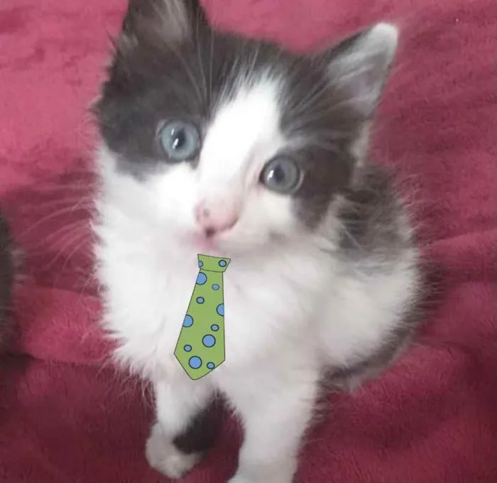 Gato ra a SRD  idade 2 a 6 meses nome Nick 