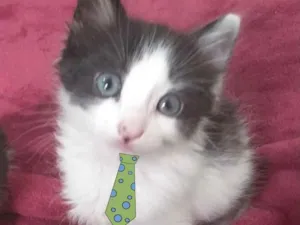 Gato raça SRD  idade 2 a 6 meses nome Nick 