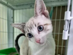 Gato raça SRD idade 2 a 6 meses nome Ashley 