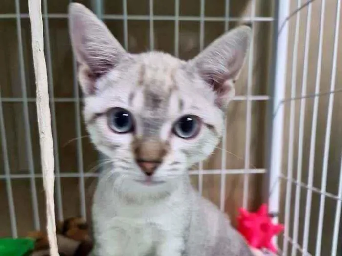 Gato raça SRD idade 2 a 6 meses nome Grace