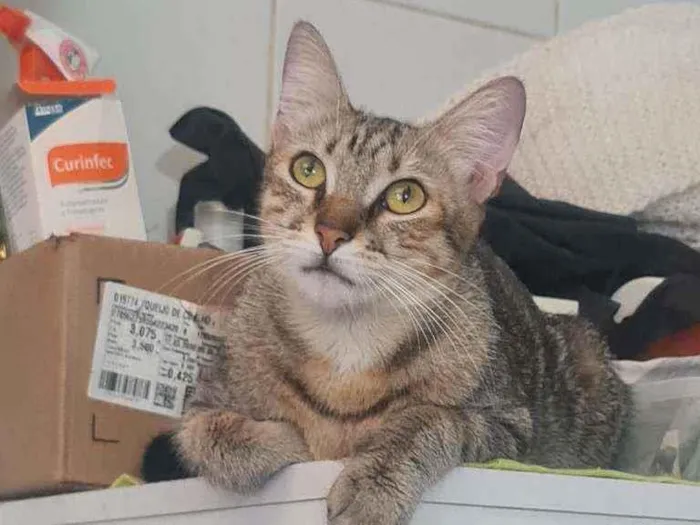 Gato raça SRD idade 7 a 11 meses nome Nihao