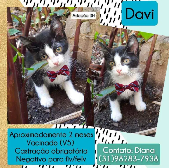 Gato raça Srd idade Abaixo de 2 meses nome Davi