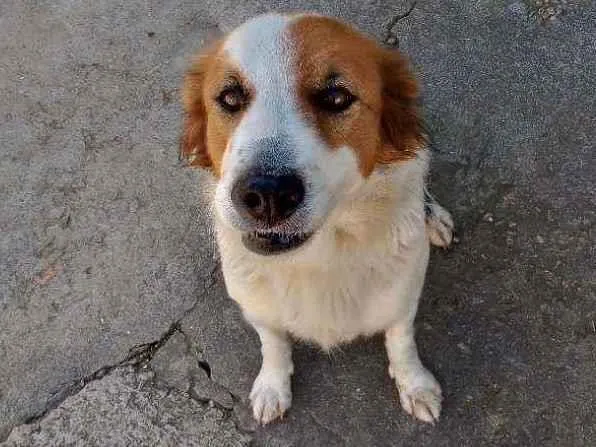 Cachorro ra a Indefinido idade 3 anos nome Mel 