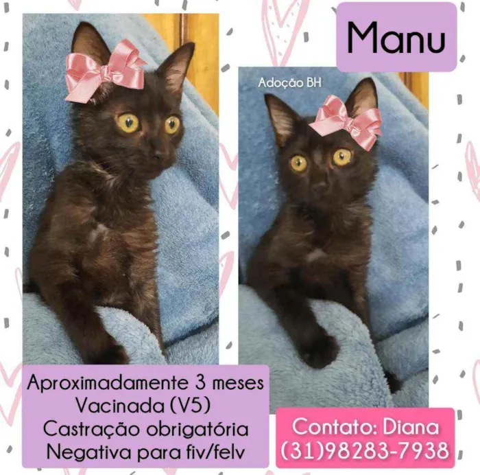 Gato raça Srd idade Abaixo de 2 meses nome Manu