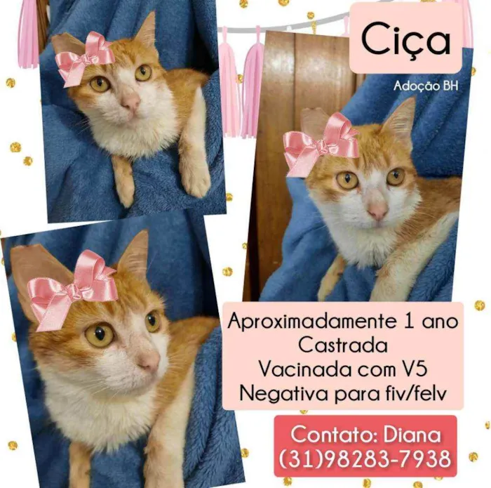Gato raça Srd idade 1 ano nome Ciça