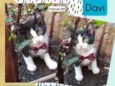 Davi