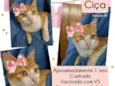 Ciça