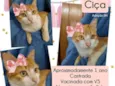 Ciça