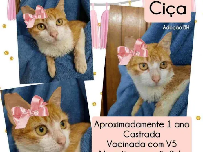 Gato raça Srd idade 1 ano nome Ciça