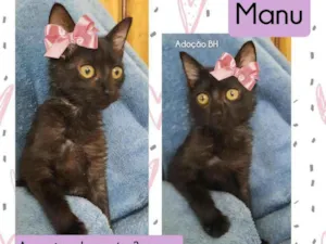 Gato raça Srd idade Abaixo de 2 meses nome Manu