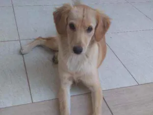 Cachorro raça Viralata idade 7 a 11 meses nome Akira