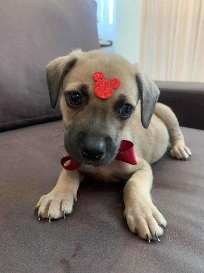 Cachorro raça SRD idade 2 a 6 meses nome Bono