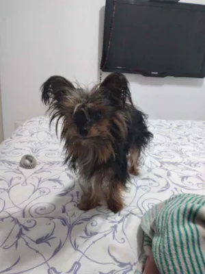 Cachorro raça Yorke Shire  idade 6 ou mais anos nome Belinha 