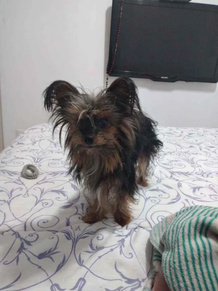 Cachorro ra a Yorke Shire  idade 6 ou mais anos nome Belinha 