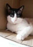 Big Cat