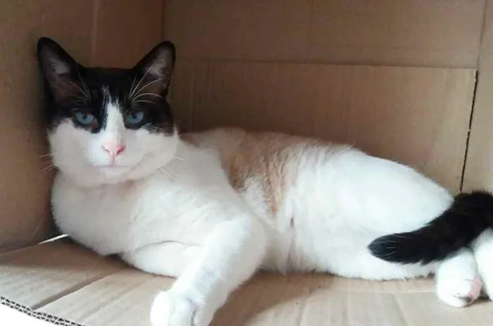 Gato ra a Srd idade 3 anos nome Big Cat