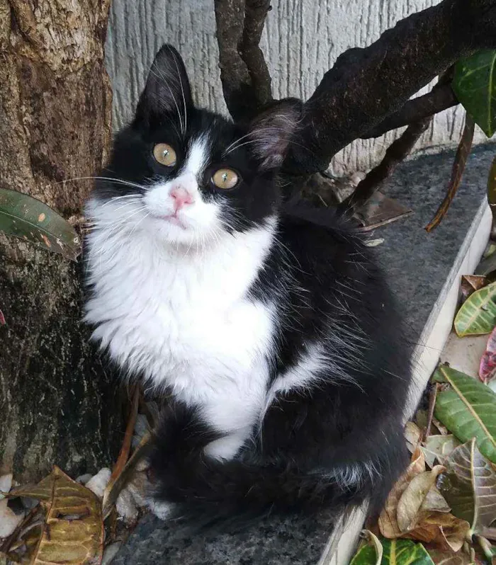 Gato ra a Srd idade 2 a 6 meses nome Popozinho