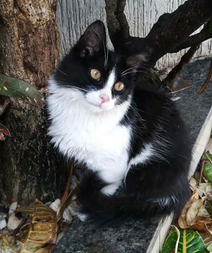 Gato ra a Srd idade 2 a 6 meses nome Popozinho