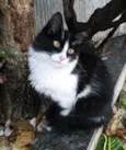 Popozinho
