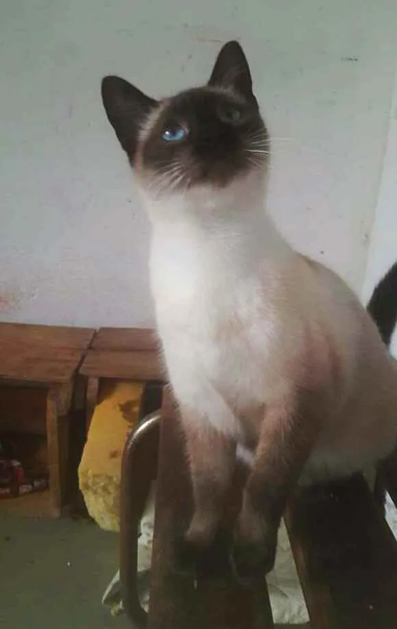 Gato ra a Srd idade 7 a 11 meses nome Catatau