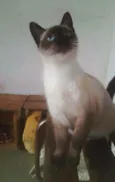 Catatau