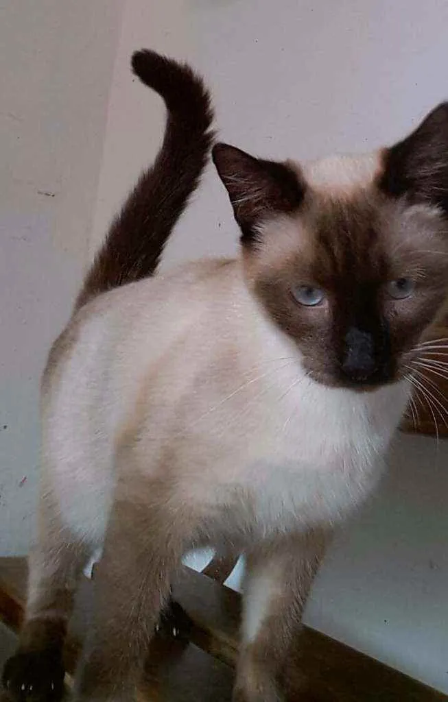 Gato ra a Srd idade 7 a 11 meses nome Catatau