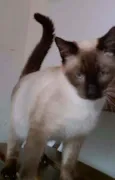 Catatau