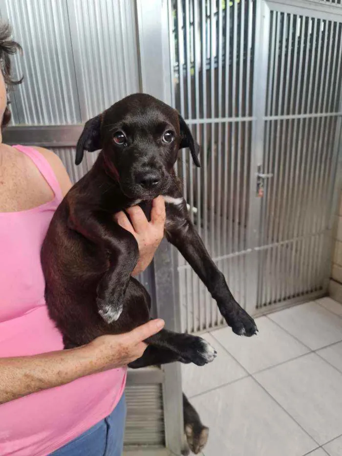 Cachorro ra a SRD idade 2 a 6 meses nome Aila